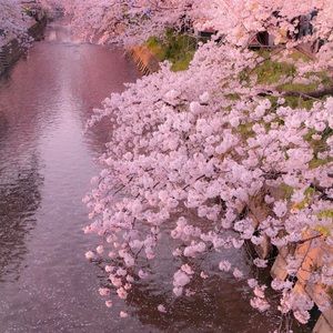 Meet your Posher, Rose